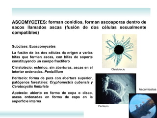 Subclase: Euascomycetes La fusión de las dos células da origen a varias hifas que forman ascas, con hifas de soporte constituyendo un cuerpo fructífero  Cleistotecio: esférico, sin aberturas, ascas en el interior ordenadas.  Penicillium  Peritecio: forma de pera con abertura superior, patógenos forestales:  Cryphonectria cubensis y Ceratocystis fimbriata Apotecio: abierto en forma de copa o disco, ascas ordenadas en forma de capa en la superficie interna  ASCOMYCETES : forman conidios, forman ascosporas dentro de sacos llamados ascas (fusión de dos células sexualmente compatibles) Ascomicetos  Cleistotecio  Peritecio  