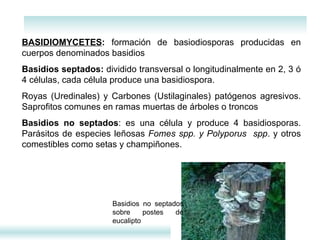BASIDIOMYCETES :  formación de basiodiosporas producidas en cuerpos denominados basidios  Basidios septados:  dividido transversal o longitudinalmente en 2, 3 ó 4 células, cada célula produce una basidiospora. Royas (Uredinales) y Carbones (Ustilaginales) patógenos agresivos. Saprofitos comunes en ramas muertas de árboles o troncos Basidios no septados : es una célula y produce 4 basidiosporas. Parásitos de especies leñosas  Fomes spp. y Polyporus  spp . y otros comestibles como setas y champiñones. Basidios no septados sobre postes de eucalipto 