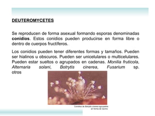 DEUTEROMYCETES Se reproducen de forma asexual formando esporas denominadas  conidios . Estos conidios pueden producirse en forma libre o dentro de cuerpos fructíferos. Los conidios pueden tener diferentes formas y tamaños. Pueden ser hialinos u obscuros. Pueden ser unicelulares o multicelulares. Pueden estar sueltos o agrupados  en  cadenas .  Monilia fruticola ,  Alternaria solani ,  Botrytis cinerea ,  Fusarium  sp. otros Conidios de  Botrytis cinerea  agrupados en forma de racimo  