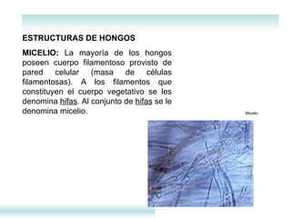 ESTRUCTURAS DE HONGOS MICELIO:  La mayoría de los hongos poseen cuerpo filamentoso provisto de pared celular (masa de células filamentosas). A los filamentos que constituyen el cuerpo vegetativo se les denomina  hifas . Al conjunto de  hifas  se le denomina micelio.    Micelio  