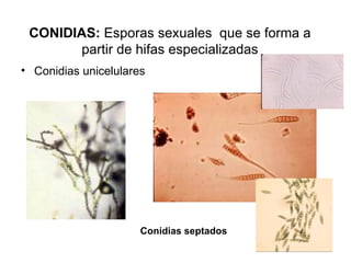 CONIDIAS:  Esporas sexuales  que se forma a partir de hifas especializadas Conidias unicelulares Conidias septados 