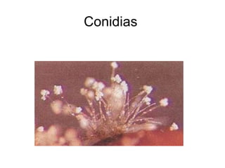 Conidias  