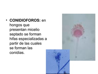 CONIDIOFOROS:   en hongos que presentan micelio septado se forman h ifas especializadas a partir de las cuales  se forman las conidias. 
