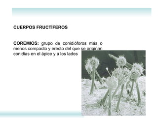 CUERPOS FRUCTÍFEROS    COREMIOS:  grupo de conidióforos más o menos compacto y erecto del que se originan conidias en el ápice y a los lados 
