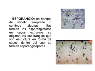ESPORANGIO:  en hongos de micelio aseptado o continuo algunas hifas forman los esporangióforos en cuyos extremos se originan los esporangios que son estructura en forma de sacos, dentro del cual se forman esporangiosporas. 