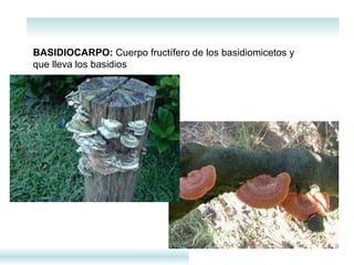 BASIDIOCARPO:  Cuerpo fructífero de los basidiomicetos y que lleva los basidios 