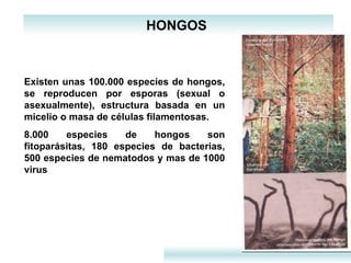 HONGOS  Existen unas 100.000 especies de hongos, se reproducen por esporas (sexual o asexualmente), estructura basada en un micelio o masa de células filamentosas.  8.000 especies de hongos son fitoparásitas, 180 especies de bacterias, 500 especies de nematodos y mas de 1000 virus 