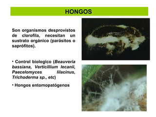 HONGOS  Son organismos desprovistos de clorofila, necesitan un sustrato orgánico (parásitos o saprófitos). Control biologico ( Beauveria bassiana, Verticillium lecanii, Paecelomyces lilacinus, Trichoderma sp., etc ) Hongos entomopat ó genos 