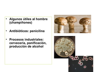 Algunos útiles al hombre (champiñones) Antibióticos: penicilina Procesos industriales: cervecería, panificación, producción de alcohol 