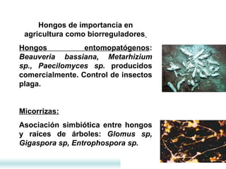 Hongos de importancia en agricultura como biorreguladores   Hongos entomopatógenos :  Beauveria bassiana, Metarhizium sp., Paecilomyces sp.  producidos comercialmente. Control de insectos plaga.   Micorrizas:   Asociación simbiótica entre hongos y raíces de árboles:  Glomus sp, Gigaspora sp, Entrophospora sp.  