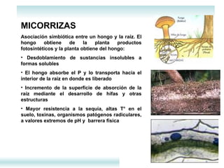 MICORRIZAS Asociación simbiótica entre un hongo y la raíz. El hongo obtiene de la planta productos fotosintéticos y la planta obtiene del hongo: Desdoblamiento de sustancias insolubles a formas solubles El hongo absorbe el P y lo transporta hacia el interior de la raíz en donde es liberado  Incremento de la superficie de absorción de la raíz mediante el desarrollo de hifas y otras estructuras Mayor resistencia a la sequía, altas T° en el suelo, toxinas, organismos patógenos radiculares, a valores extremos de pH y  barrera física 