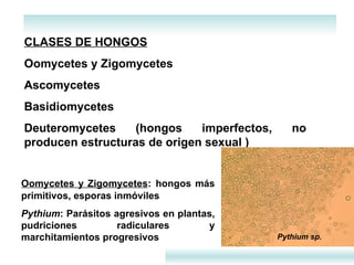 CLASES DE HONGOS   Oomycetes y Zigomycetes Ascomycetes  Basidiomycetes Deuteromycetes (hongos imperfectos, no producen estructuras de origen sexual ) Oomycetes y Zigomycetes :   hongos más primitivos, esporas inmóviles Pythium : Parásitos agresivos en plantas, pudriciones radiculares y marchitamientos progresivos Pythium sp. 