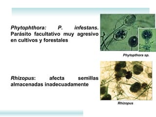 Phytophthora: P. infestans . Parásito facultativo muy agresivo en cultivos y forestales Rhizopus : afecta semillas almacenadas inadecuadamente  Phytopthora sp. Rhizopus 