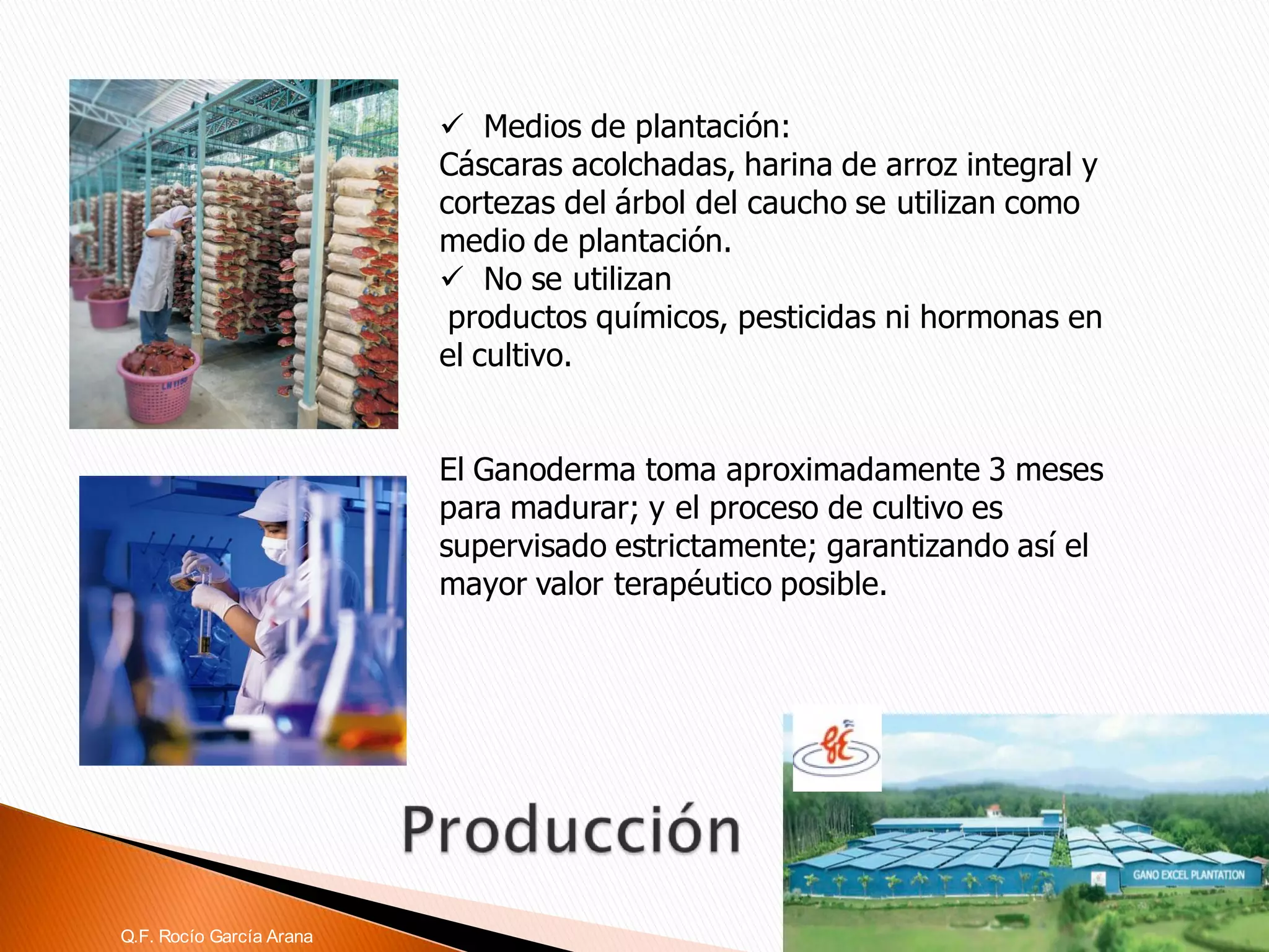 Medios de plantación: Cáscaras acolchadas, harina de arroz integral y cortezas del árbol del caucho se utilizan como medio de plantación. 
No se utilizan 
productos químicos, pesticidas ni hormonas en el cultivo. 
El Ganodermatoma aproximadamente 3 meses para madurar; y el proceso de cultivo es supervisado estrictamente; garantizando así el mayor valor terapéutico posible. 
Q.F. Rocío García Arana  