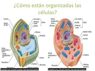 ¿Cómo están organizadas las 
células? 
 