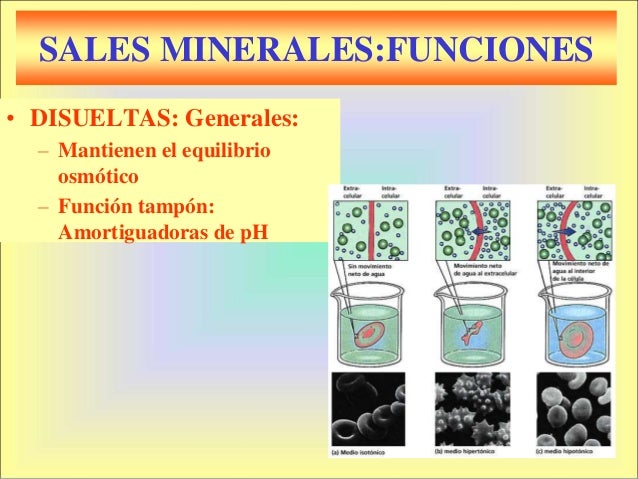 Sales minerales