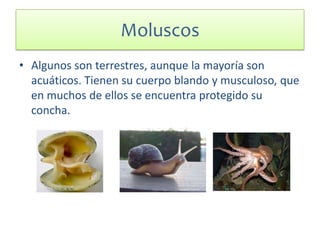 Moluscos
• Algunos son terrestres, aunque la mayoría son
acuáticos. Tienen su cuerpo blando y musculoso, que
en muchos de ellos se encuentra protegido su
concha.
 