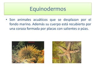 Equinodermos
• Son animales acuáticos que se desplazan por el
fondo marino. Además su cuerpo está recubierto por
una coraza formada por placas con salientes o púas.
 