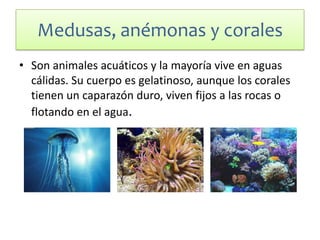 Medusas, anémonas y corales
• Son animales acuáticos y la mayoría vive en aguas
cálidas. Su cuerpo es gelatinoso, aunque los corales
tienen un caparazón duro, viven fijos a las rocas o
flotando en el agua.
 