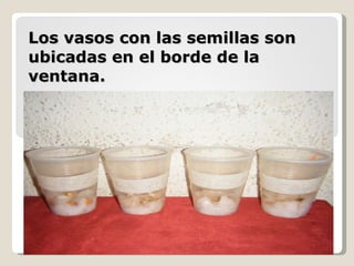 Los vasos con las semillas son ubicadas en el borde de la ventana. 