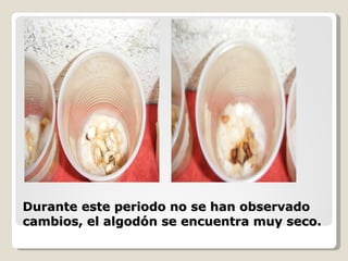 Durante este periodo no se han observado cambios, el algodón se encuentra muy seco. 