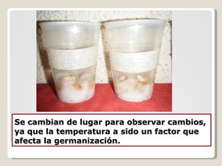 Se cambian de lugar para observar cambios, ya que la temperatura a sido un factor que afecta la germanización. 