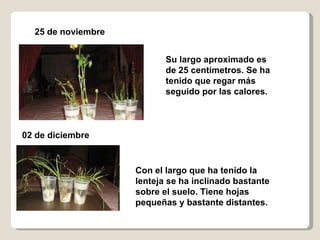 25 de noviembre 02 de diciembre Con el largo que ha tenido la lenteja se ha inclinado bastante sobre el suelo. Tiene hojas pequeñas y bastante distantes. Su largo aproximado es de 25 centímetros. Se ha tenido que regar más seguido por las calores. 