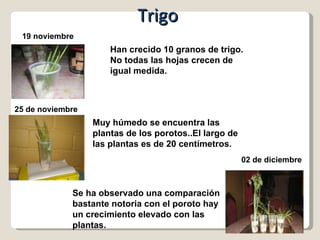 19 noviembre Han crecido 10 granos de trigo. No todas las hojas crecen de igual medida. Trigo 25 de noviembre Muy húmedo se encuentra las plantas de los porotos..El largo de las plantas es de 20 centímetros. 02 de diciembre Se ha observado una comparación bastante notoria con el poroto hay un crecimiento elevado con las plantas. 