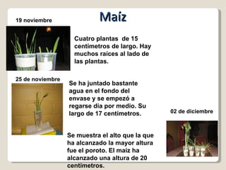 19 noviembre Cuatro plantas  de 15 centímetros de largo. Hay muchos raíces al lado de las plantas. Maíz 25 de noviembre Se ha juntado bastante agua en el fondo del envase y se empezó a regarse día por medio. Su largo de 17 centímetros. 02 de diciembre Se muestra el alto que la que ha alcanzado la mayor altura fue el poroto. El maíz ha alcanzado una altura de 20 centímetros. 