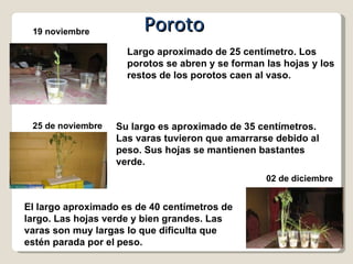 19 noviembre Largo aproximado de 25 centímetro. Los porotos se abren y se forman las hojas y los restos de los porotos caen al vaso. Poroto 25 de noviembre Su largo es aproximado de 35 centímetros. Las varas tuvieron que amarrarse debido al peso. Sus hojas se mantienen bastantes verde. 02 de diciembre El largo aproximado es de 40 centímetros de largo. Las hojas verde y bien grandes. Las varas son muy largas lo que dificulta que estén parada por el   peso. 