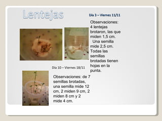 Observaciones: 4 lentejas brotaron, las que miden 1,5 cm. Una semilla mide 2,5 cm.  Todas las semillas brotadas tienen hojas en la punta. Día 3 – Viernes 11/11 Día 10 – Viernes 18/11 Observaciones: de 7 semillas brotadas, una semilla mide 12 cm, 2 miden 9 cm, 2 miden 8 cm y 2  mide 4 cm. 