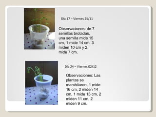 Día 17 – Viernes 25/11 Observaciones: de 7 semillas brotadas, una semilla mide 15 cm, 1 mide 14 cm, 3 miden 10 cm y 2  mide 7 cm. Día 24 – Viernes 02/12 Observaciones: Las plantas se marchitaron, 1 mide 16 cm, 2 miden 14 cm, 1 mide 13 cm, 2 miden 11 cm, 2 miden 9 cm.  