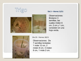 Observaciones: Brotaron 3 semillas, las cuales miden 6 cm, 2 cm y 1 cm, consisten en una hoja verde. Día 3 – Viernes 11/11 Día 10 – Viernes 18/11 Observaciones:  De 7 semillas brotadas: 1 mide 12 cm, 2 miden 8 cm, 3 miden 6 cm, 1 mide 2 cm. 