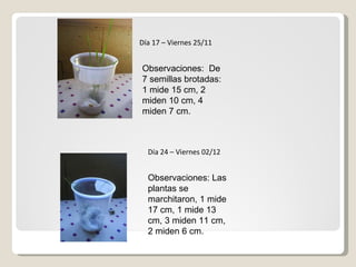 Día 17 – Viernes 25/11 Observaciones:  De 7 semillas brotadas: 1 mide 15 cm, 2 miden 10 cm, 4 miden 7 cm. Día 24 – Viernes 02/12 Observaciones: Las plantas se marchitaron, 1 mide 17 cm, 1 mide 13 cm, 3 miden 11 cm,  2 miden 6 cm. 
