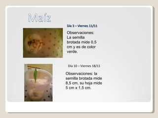 Observaciones: La semilla brotada mide 0,5 cm y es de color verde. Día 3 – Viernes 11/11 Día 10 – Viernes 18/11 Observaciones: la semilla brotada mide 8,5 cm, su hoja mide 5 cm x 1,5 cm. 