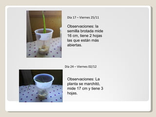 Día 17 – Viernes 25/11 Observaciones: la semilla brotada mide 16 cm, tiene 2 hojas las que están más abiertas. Día 24 – Viernes 02/12 Observaciones: La planta se marchitó, mide 17 cm y tiene 3 hojas. 