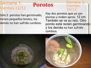 Porotos Semana 2: Viernes 18/11 Semana 1 : Viernes 11/11 Sólo 2  porotos han germinado; tienen pequeños brotes, los demás no han sufrido cambios. Hay dos porotos que ya son plantas y miden aprox.  12 cm. También se ve su raíz. Otro poroto está recién germinando y los demás  no han sufrido cambios. 