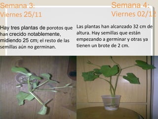 Semana 3 : Viernes  25 /11 Semana 4 : Viernes 02/12 Hay tres plantas de  porotos que han  crecido notablemente, midiendo 25 cm ; el resto de las semillas aún no germinan. Las plantas han alcanzado 32 cm de altura. Hay semillas que están empezando a germinar y otras ya tienen un brote de 2 cm. 