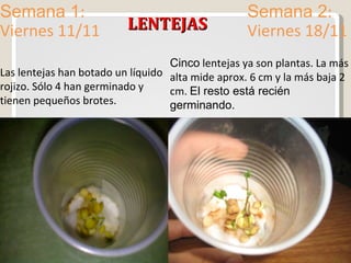 LENTEJAS Semana 1 : Viernes 11/11 Semana 2 : Viernes 18/11 Las lentejas han botado un líquido rojizo. Sólo 4 han germinado y tienen pequeños brotes. Cinco  lentejas ya son plantas. La más alta mide aprox. 6 cm y la más baja 2 cm.  El resto está recién germinando. 