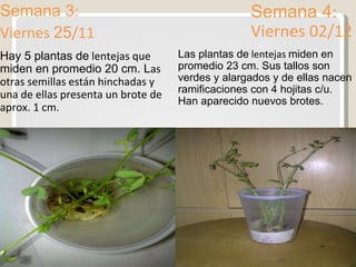 Semana 3 :  Viernes  25 /11 Semana 4 : Viernes 02/12 Hay 5 plantas de  lentejas que  miden en promedio 20 cm. L as otras semillas están hinchadas y una de ellas presenta un brote de aprox. 1 cm. Las plantas de  lentejas  miden en promedio 23 cm. Sus tallos son verdes y alargados y de ellas nacen ramificaciones con 4 hojitas c/u. Han aparecido nuevos brotes. 