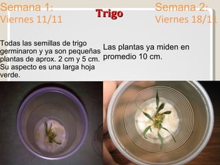 Trigo Semana 1 : Viernes 11/11 Semana 2 : Viernes 18/11 Todas las semillas de trigo germinaron y ya son pequeñas plantas de aprox. 2 cm y 5 cm. Su aspecto es una larga hoja verde. Las plantas ya miden en promedio 10 cm. 