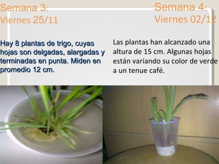Semana 3 : Viernes  25 /11 Semana 4 : Viernes 02/12 Hay 8 plantas de trigo, cuyas hojas son delgadas, alargadas y terminadas en punta. Miden en promedio 12 cm. Las plantas han alcanzado una altura de 15 cm. Algunas hojas están variando su color de verde a un tenue café. 