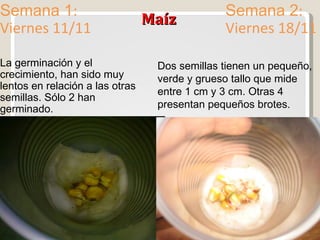 Maíz Semana 1 : Viernes 11/11 Semana 2 : Viernes 18/11 La germinación y el crecimiento, han sido muy lentos en relación a las otras semillas. Sólo 2 han germinado. Dos semillas tienen un pequeño, verde y grueso tallo que mide entre 1 cm y 3 cm. Otras 4 presentan pequeños brotes. 