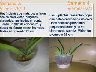 Semana 3 : Viernes  25 /11 Semana 4 : Viernes 02/12 Hay 3 plantas de maíz, cuyas hojas son de color verde, delgadas, alargadas, terminadas en punta. Tienen un tallo de color rojizo, y desde su término nacen las hojas. Miden en promedio 20 cm. Las 3 plantas presentan hojas que están cambiando de color. Unas semillas presentan pequeños brotes y se ve claramente su raíz. Miden en promedio 26 cm. 