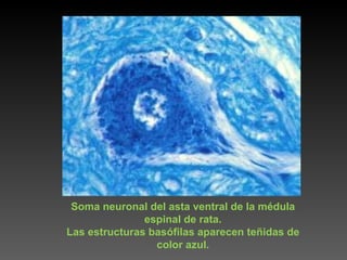 Soma neuronal del asta ventral de la médula espinal de rata. Las estructuras basófilas aparecen teñidas de color azul. 