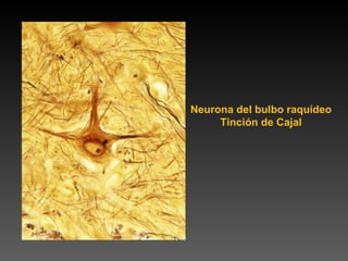 Neurona del bulbo raquídeo Tinción de Cajal 