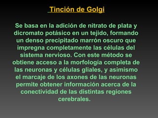 Tinción de Golgi Se basa en la adición de nitrato de plata y dicromato potásico en un tejido, formando un denso precipitado marrón oscuro que impregna completamente las células del sistema nervioso. Con este método se obtiene acceso a la morfología completa de las neuronas y células gliales, y asimismo el marcaje de los axones de las neuronas permite obtener información acerca de la conectividad de las distintas regiones cerebrales.  