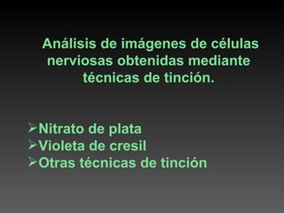 Análisis de imágenes de células nerviosas obtenidas mediante técnicas de tinción. Nitrato de plata Violeta de cresil Otras técnicas de tinción 