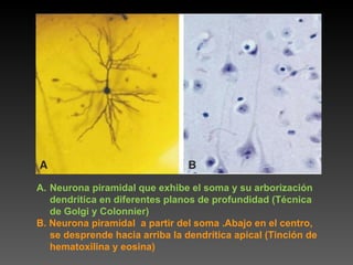 Neurona piramidal que exhibe el soma y su arborización dendrítica en diferentes planos de profundidad (Técnica de Golgi y Colonnier) B. Neurona piramidal  a partir del soma .Abajo en el centro, se desprende hacia arriba la dendrítica apical (Tinción de hematoxilina y eosina) 