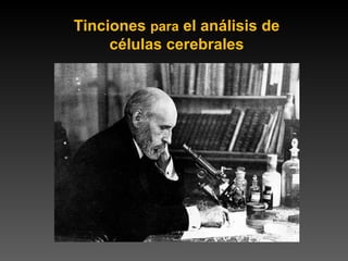 Tinciones  para  el análisis de células cerebrales 